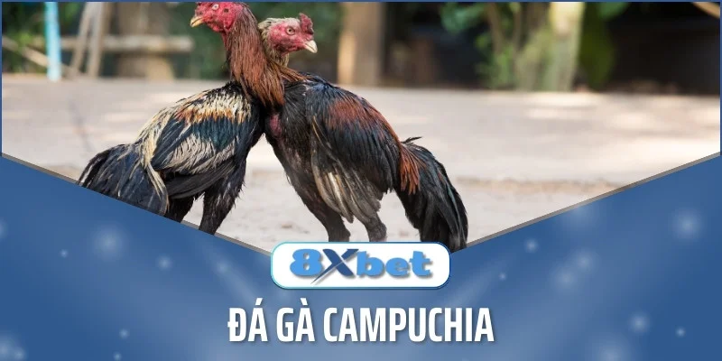 Hai con gà chọi cổ đỏ đứng cạnh nhau ngoài trời, phía dưới có logo 8Xbet và chữ Đá gà Campuchia