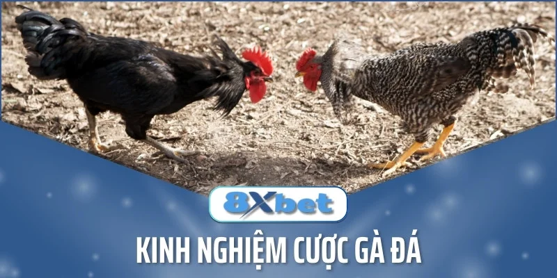 Gà chọi lông đen và gà lông vằn đối mặt trên nền đất, phía dưới có logo 8Xbet và dòng chữ Kinh nghiệm cược gà đá