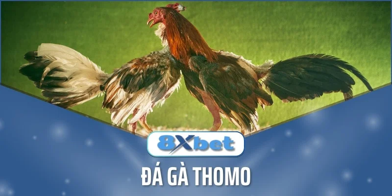 Hai con gà chọi đứng sát nhau trên nền xanh, phía dưới có logo 8Xbet và chữ Đá gà Thomo